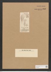 Berkeleya rutilans var. spadicea (Grev.) Grun. (de-Toni-Nr.: Genus 21, Species 1218) Zeichnungen Sammlung Grunow Nr. 2356 (NHMW-BOT-W0369489)
